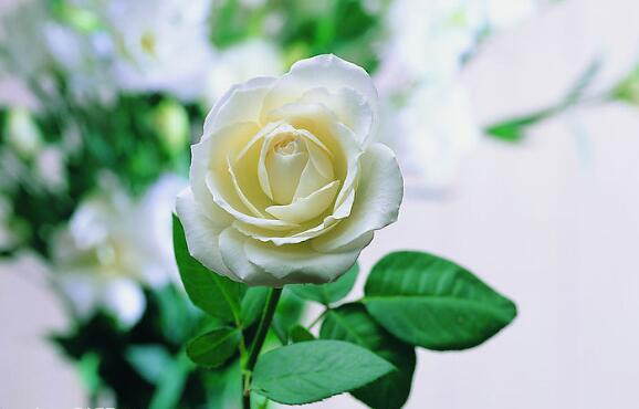 花藝培訓：如何才能把花拍漂亮