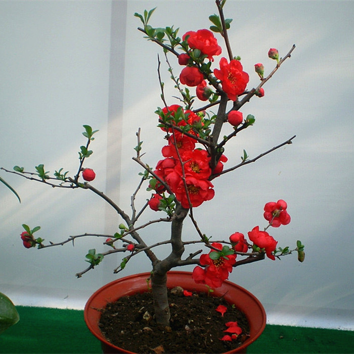 1611980263519423.jpg TB12qcKXxOMSKJjSZFlXXXqQFXa_!!0-item_pic.jpg