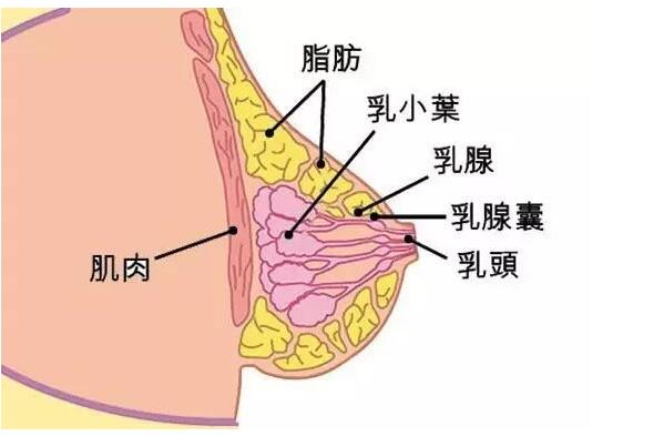 快來(lái)和廣西美容培訓(xùn)學(xué)校學(xué)乳腺保養(yǎng)話術(shù)
