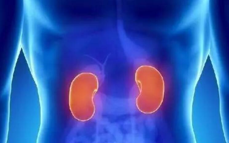 廣西專(zhuān)業(yè)美容學(xué)校告訴你腎部保養(yǎng)有多重要