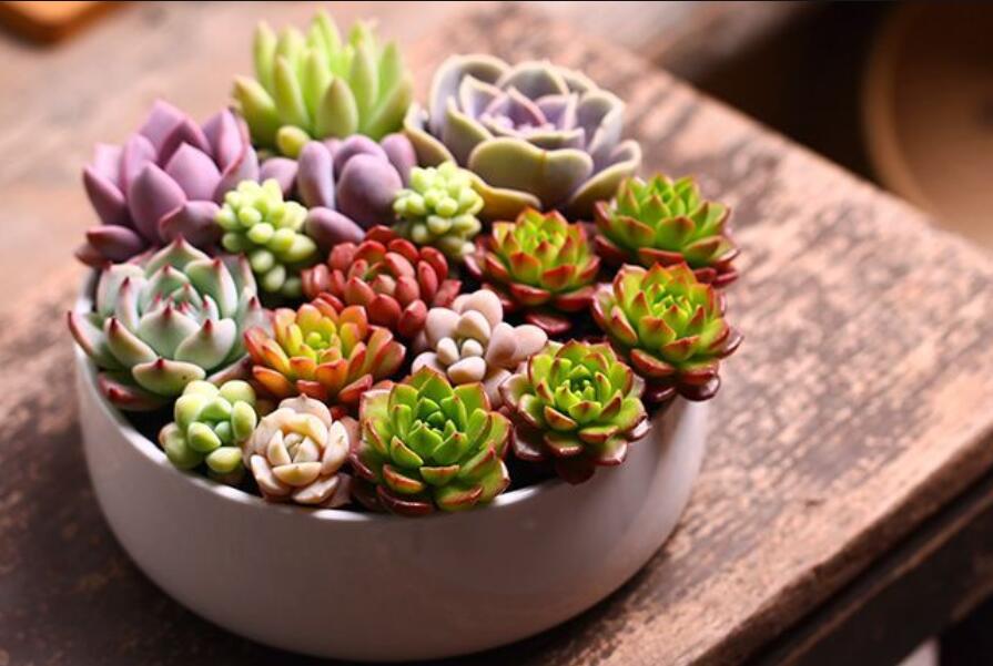 南寧花藝資訊：多肉花籃怎么做？
