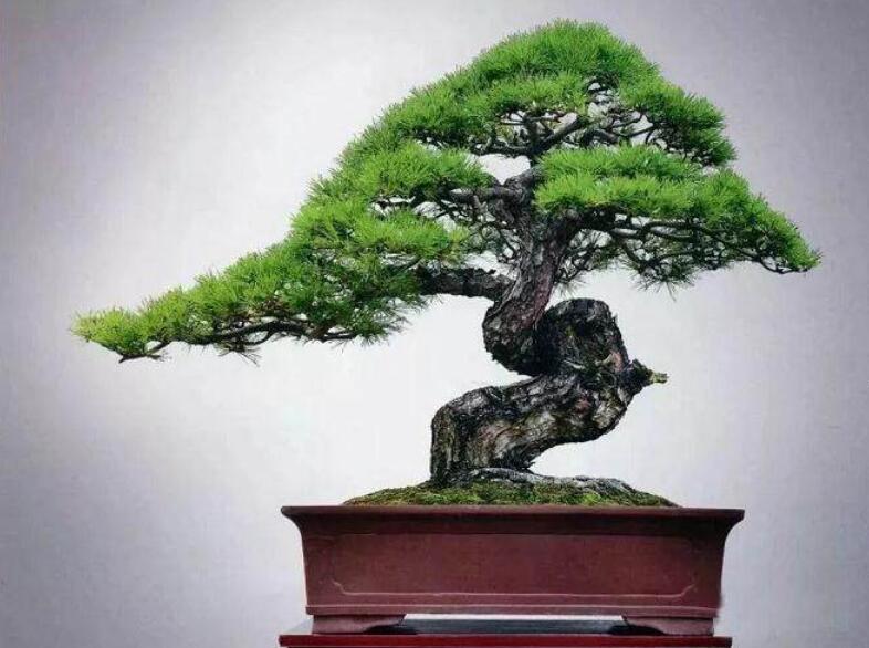 盆景制作3個注意事項，南寧婚慶花藝培訓分享