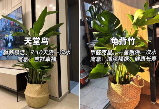 適合放在客廳的綠植，廣西花藝綠植培訓(xùn)分享