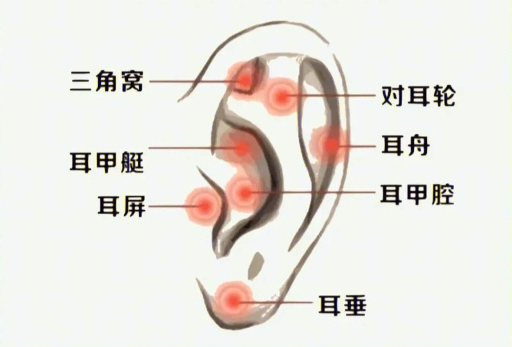 揉搓耳朵的好處，廣西美容經(jīng)絡(luò)培訓(xùn)班課程