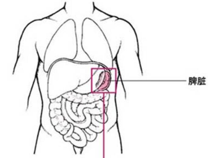 廣西學中醫(yī)美體：脾氣不足的現(xiàn)象